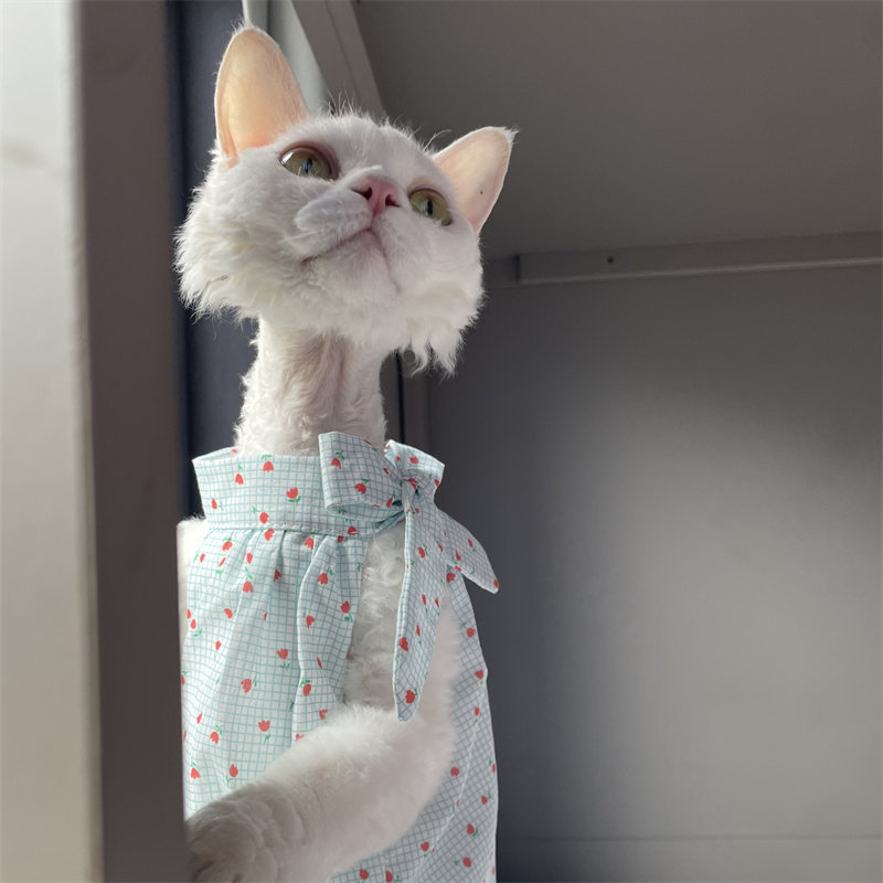 Katzenkleidung für den Sommer: – Summer Light Clothing Bewertung und Preis